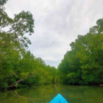 Hutan Mangrove Banggoi