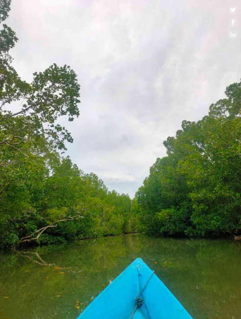 Hutan Mangrove Banggoi yang Permai