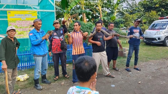 Salah Sangka Warga Bekasi di Balik Septic Tank Jadi Sarang 14 Sanca